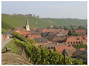 Im Weinberg bei Escherndorf