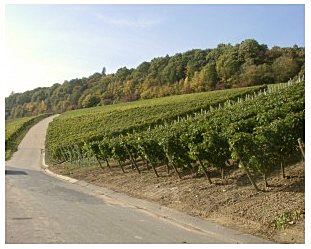Im Weinberg bei Escherndorf