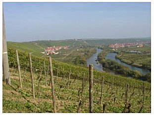 Im Weinberg bei Escherndorf