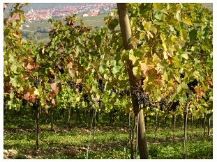 Im Weinberg bei Escherndorf